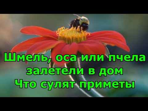 Шмель, пчела или оса залетели в дом. Что сулят приметы.