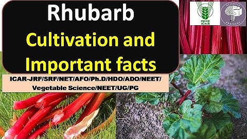 Rhubarb cultivation, cytology, taxonomy for NEET-Biology/ICAR-JRF /SRF/NET/NEET/AFO/UG/PG/Ph.D./HDO