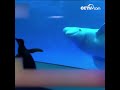 탐험 여행, 펭귄과 흰고래 우연히 만나 |CCTV 한국어방송