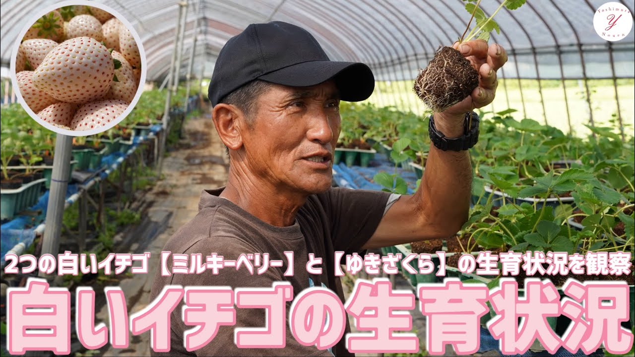 Strawberry Cultivation] Growth Progress of White Strawberries 