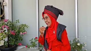 Download Lagu PROSESI ADAT MA ANTA LIMAU KA RUMAH MINTUO MANJALANG PUASO | BUNDO KANDUANG KECAMATAN PADANG SELATAN MP3