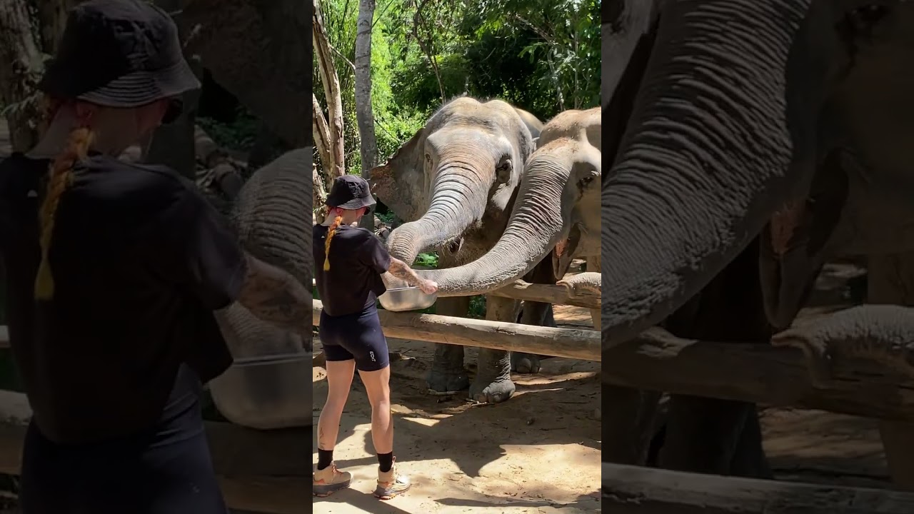 How We Rescued Elephants - From Former Tourist Attractions to Rescued Elephants - Saving Elephants -
