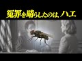 ハエで無罪になった容疑者。法昆虫学の世界。