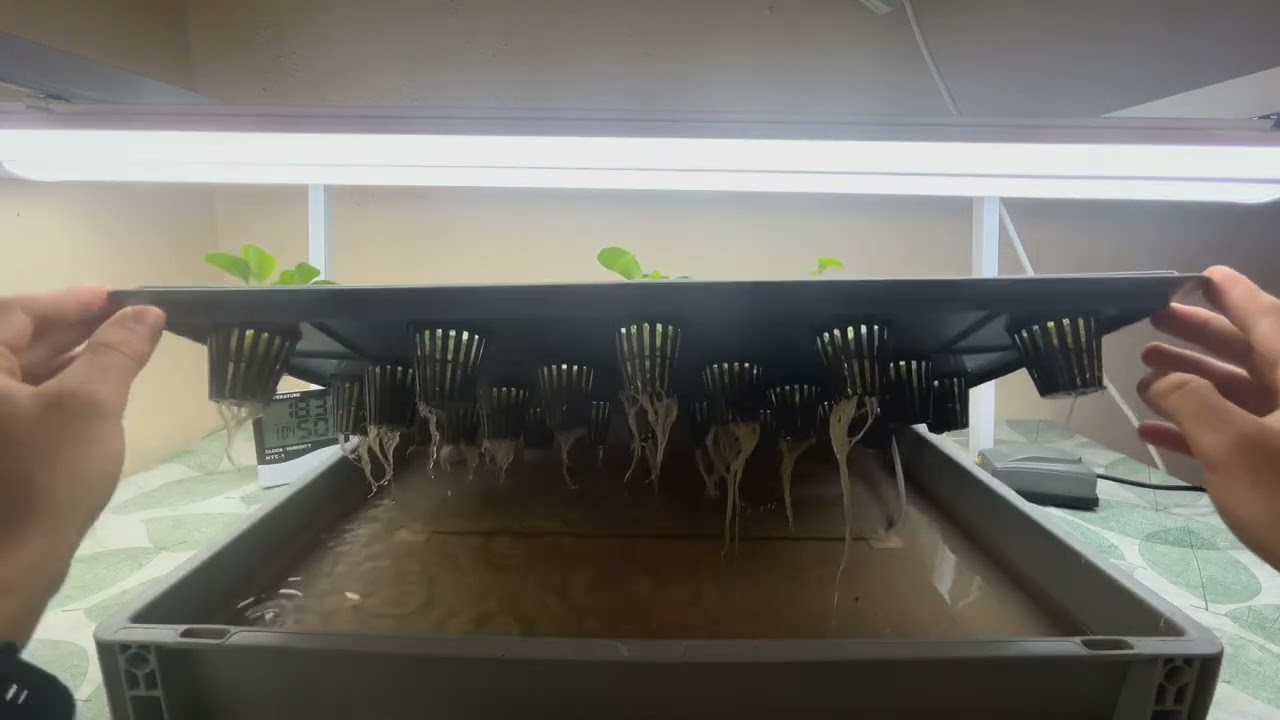 Topraksız tarım durgun su kültürü