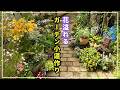 【思わず歩きたくなる!】彩り豊かな花小道を作りました。一緒に歩きましょう!