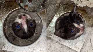 Rescue Stuck Kitten In A Water Drainage