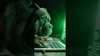 POV: Your Dog Hacked the Mainframe 💻🐶 #shorts #americanbulldog