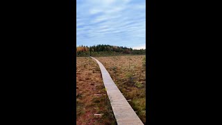 The Silence of Rösjö Mosse Sweden #Short