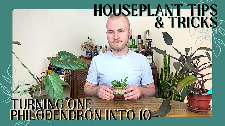 Turning One Philodendron Into 10+ | Houseplant Tip...