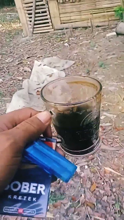 ngopi di kandang ayam #shortvideo #ayam #kopisehat #chicken #storywa #fyp