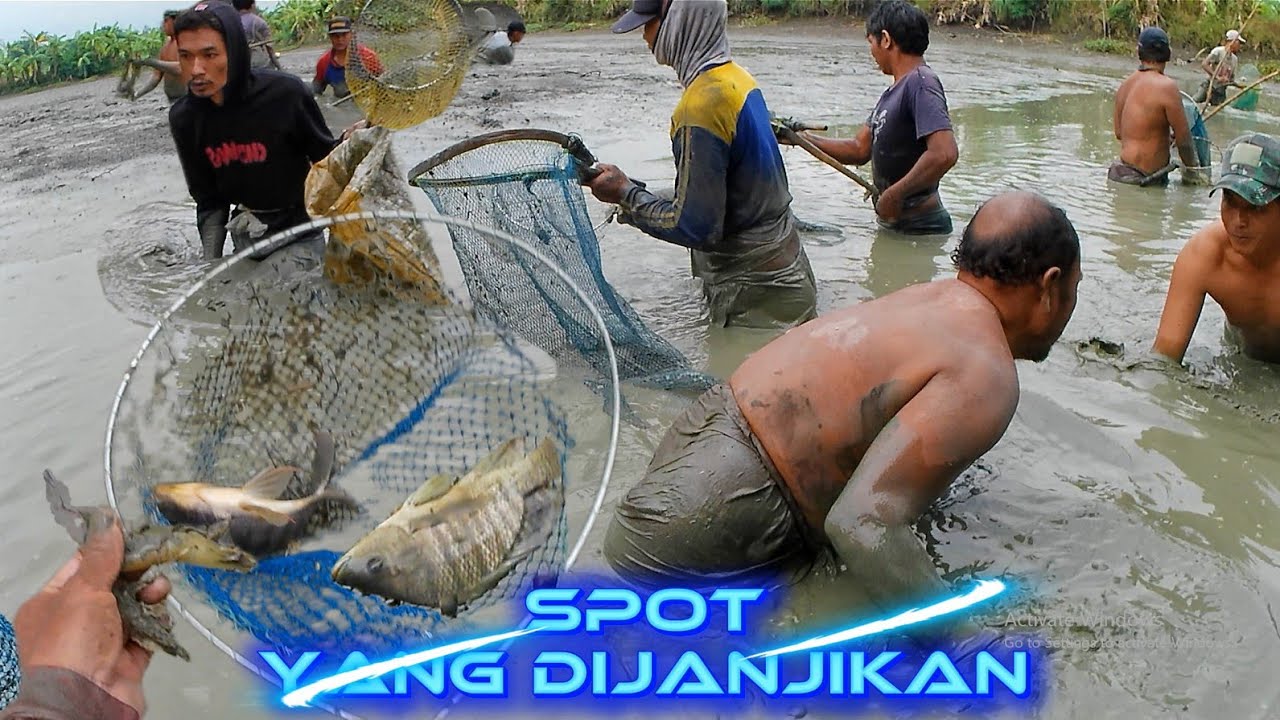GEMPAR! Spot Panen Ikan Nila Jumbo & Gabus Babon yang Dijanjikan Kemarin!