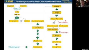 PLB298 Lecture#2 TERPENOIDS ADDITION