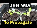 Best way to propagate in solid (how to root cuttings)