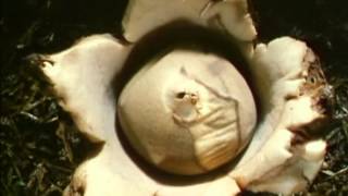 Aliens on Earth - in The Private Life Of Plants (episode 1)