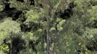 Menara world's tallest tropical tree - vertical tree climb