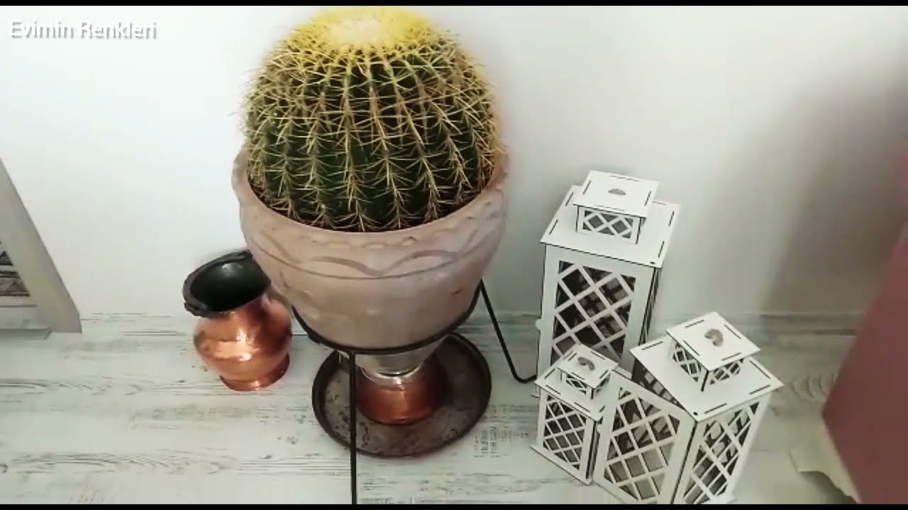 Dev Altın Fıçı Kaktüsü- kaktüslerin devi- Altın top kaktüsü- izmir kaktüsü- kaynana topuzu(yastığı)