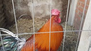 KELSO ASIL UNA CRUZA DE TODA LA VIDA | Partido LA JOYA #gamefarm KELSO ASIL UNA CRUZA DE TODA LA VIDA | Partido LA JOYA #gamefarm