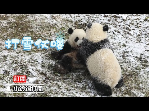 《熊貓早晚安》熊寶戲雪樂翻天 | iPanda熊貓頻道