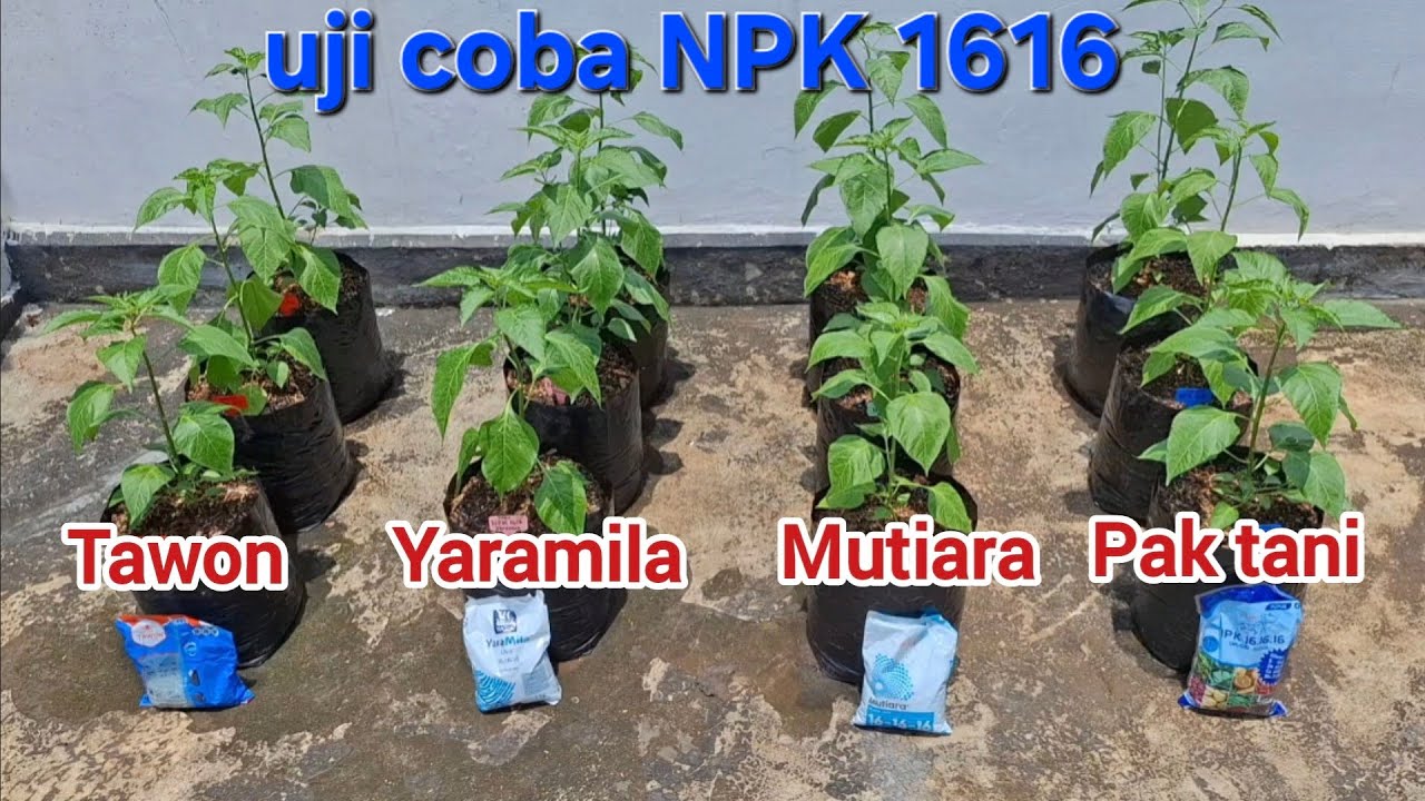 Uji coba pupuk npk 1616 mana yang bagus.!!! #npk #pupukcabe #bertani