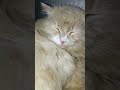 cat video #shortvideo #cat #trending