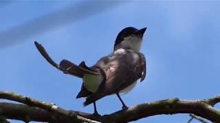 Canto de pájaros brasileños - Sonidos de la naturaleza.