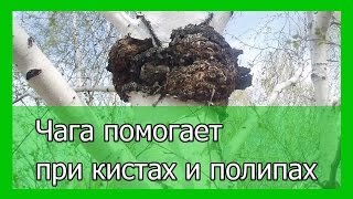 видео Чага - березовый гриб и его применение. Чай для похудения. Видео