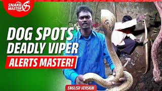 EP 232 | Cobra with broken ribs, two deadly vipers rescued amid attempt to smoke one out.