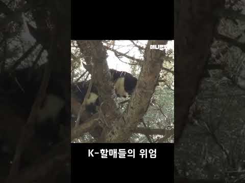 10m 나무 위 <strong>고양이도</strong> 뚱냥이로 만드는 k-할매들의 위엄 #shorts