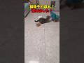 た、戯れ? #猫 #cat #cats #cute