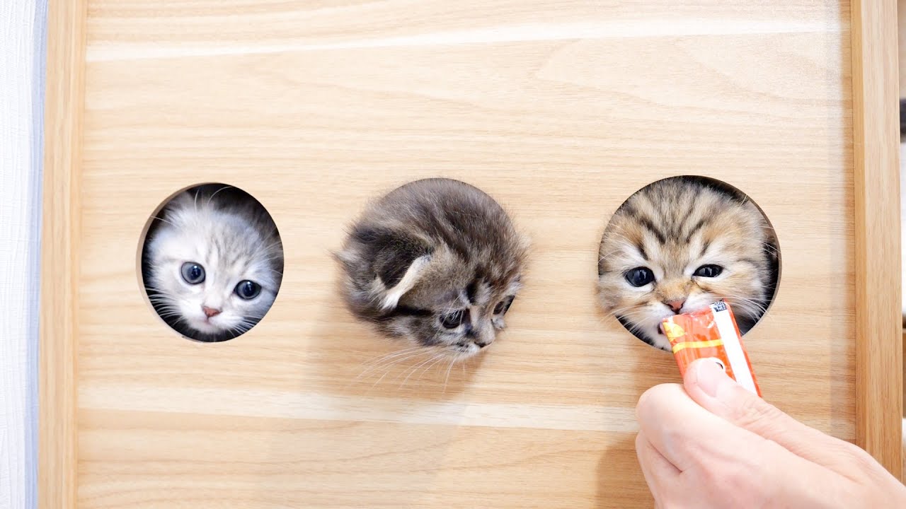 Милый котенок высовывает голову из окна кошачьей башни и просит угощения.