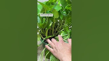 How to Properly Prune a Pothos 🪴✂️