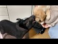 【ブチギレ】もうブタを怒らせないでください・・・