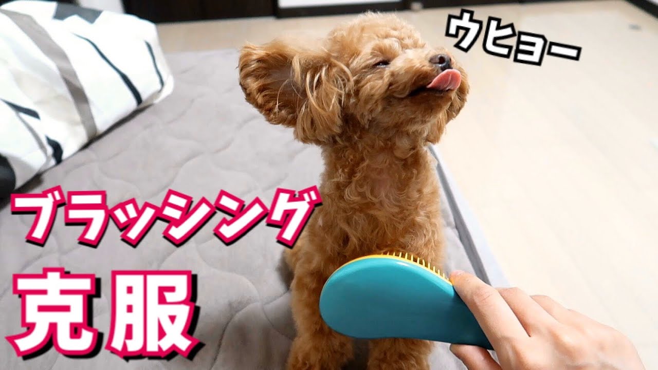 苦手なブラッシングが克服できた犬のウットリ顔が100点【トイプードルのコロン】