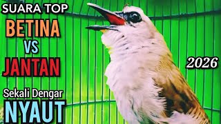 Download Lagu Suara Trucukan TERBAIK YG D SUKAI LAWAN  SEKALI PUTAR SEMUA TRUCUKAN NYAUT  NGROPEL Mendengar Nya ‼️ MP3
