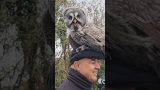 A Wild Great Grey Owl FLIES onto my Dad’s head!#bird #owl #greyowl #owls #birdsofprey