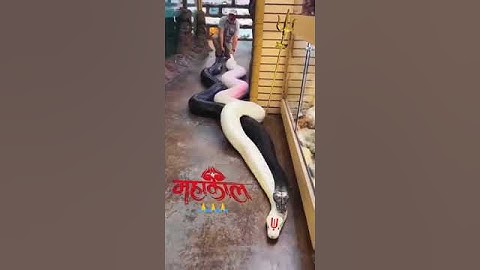 Jai mahakal🙏#shorts # snake#shortvideo #mahakal #viral #trending #trendingshorts #shiv