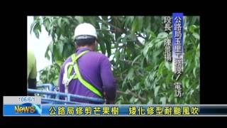 公路局修剪芒果樹矮化修型耐颱風吹