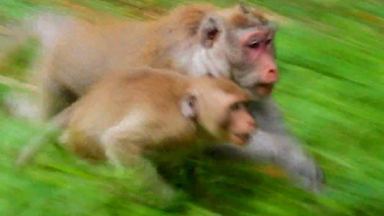 Team work! JANE help JANNA attacking Scarlet with terrible furiously feel that Scarlet bite JANNA