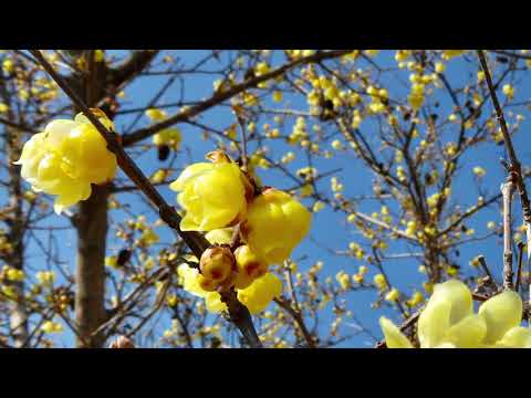 花と音楽 ラクカラーチャ 曲 メキシコ民謡 山梨県山梨市笛吹川フルーツ公園 