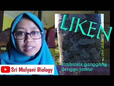 Video: Apa hubungan simbiosis lumut?