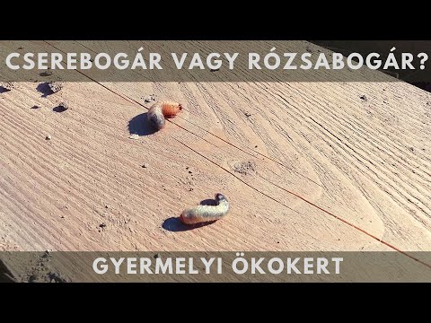 Cserebogár vagy rózsabogár pajor?