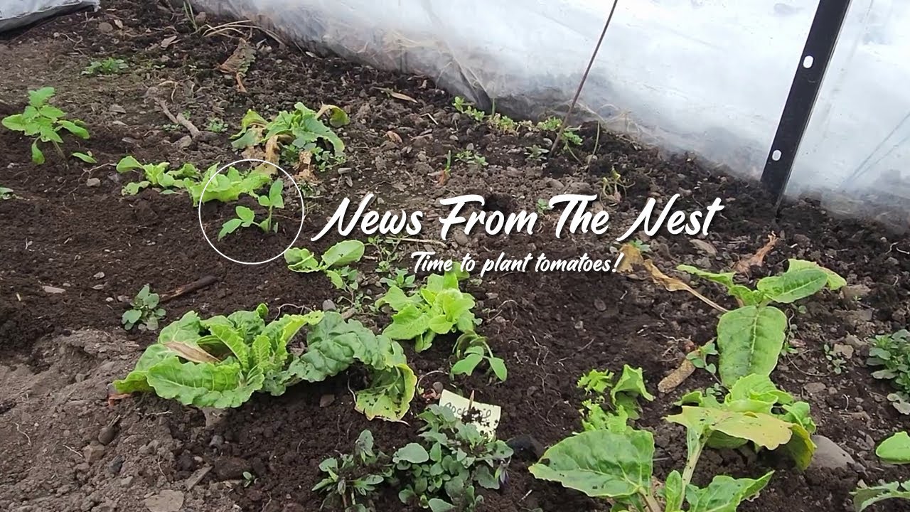 March 15, 2023 Cattle Panel Greenhouse Tomato Planting YouTube