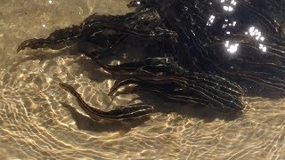 Striped Baby Catfish Feeding (Catfish Eel) Plotosus Lineatus