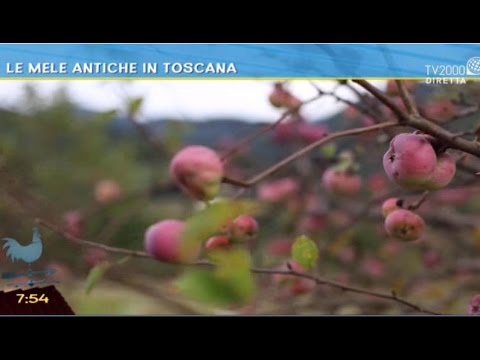 Video: Cos'è una mela Belmac - Suggerimenti per coltivare alberi di mele Belmac