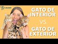 GATOS DE EXTERIOR VS GATOS DE INTERIOR | Ventajas Y Desventajas - Lauvet