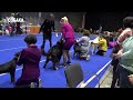 4 беста. Выставка собак Старая охота 30.05.21г. Собака я. 4 best. Dog Show