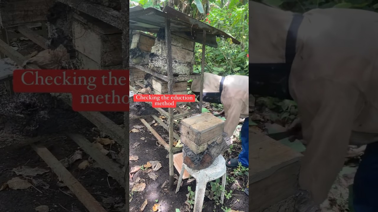 Stingless Bee Propagation 