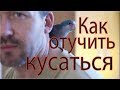 9. Как отучить попугая кусаться.