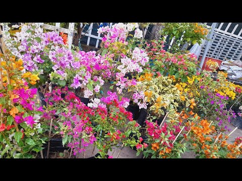 Video 27/12/2022Hoa giấy cẩm thạch cầu vòng.tiên nữ lh Hảo... - youtube
