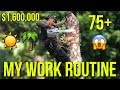 Cutting 75 Palm Trees At $1,600,000 Home **WORK ROUTINE**